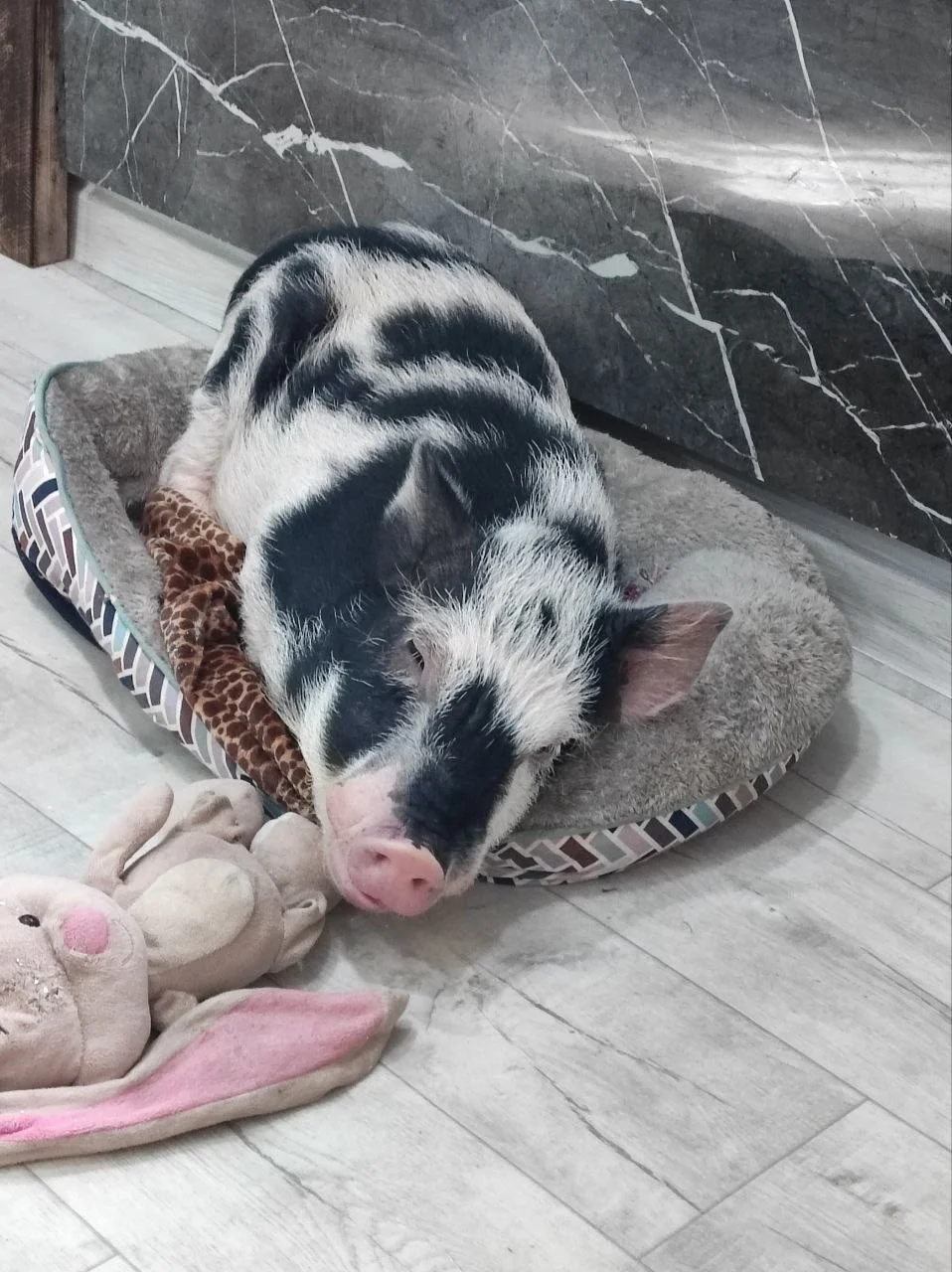 Фото Антикафе "MINIPIG" - развлечение в Москве | Досугатор